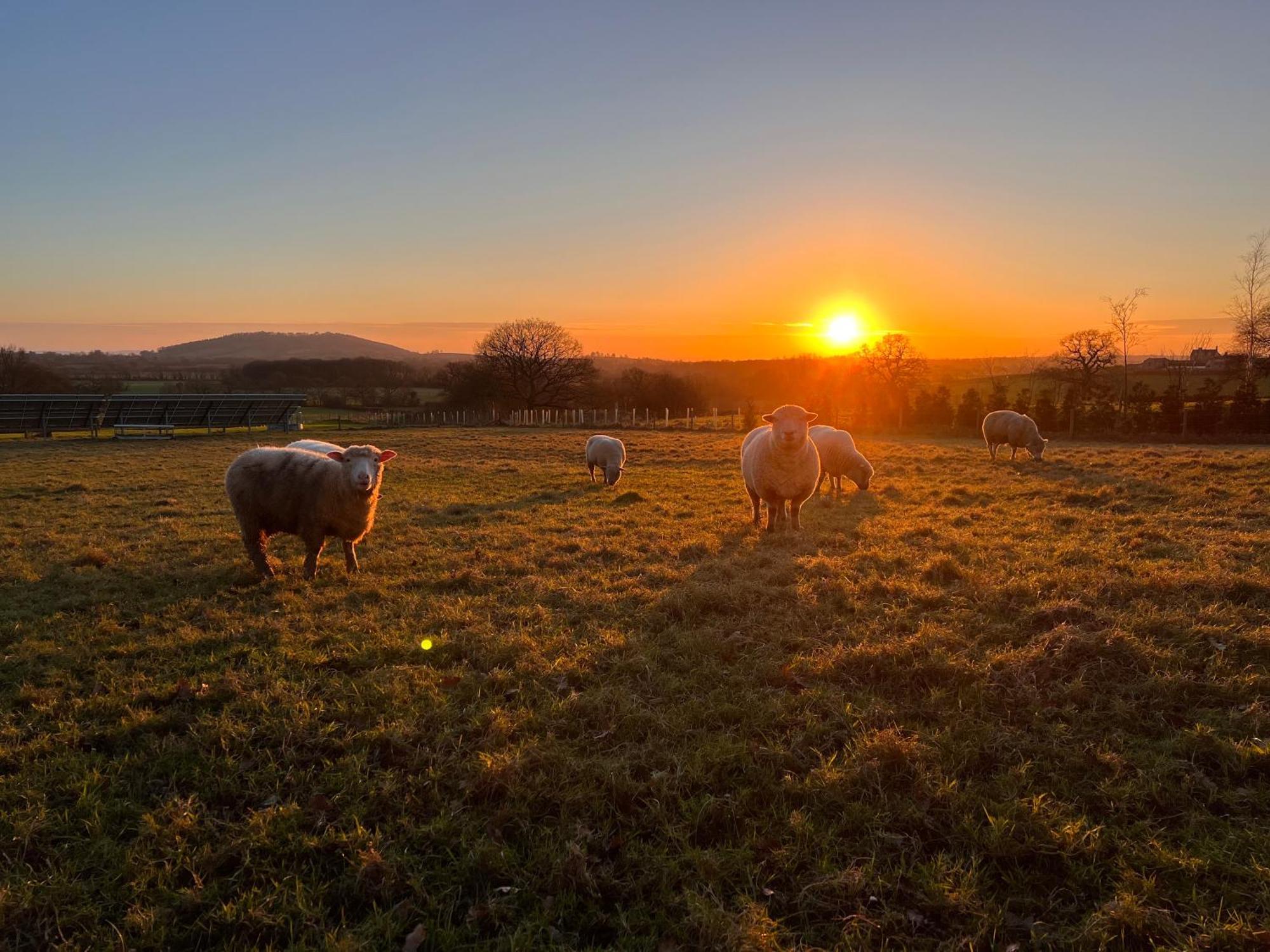 Beautiful In Dorset Countryside *